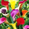 Colorful Calla Lilies Paint By Number