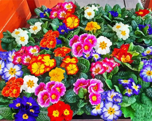Colorful Primrose Paint By Number