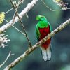 Crested Quetzal Bird paint by numbers