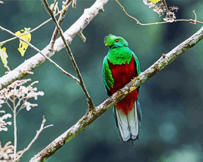 Crested Quetzal Bird paint by numbers