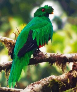 Crested Quetzal Bird on Branch paint by numbers