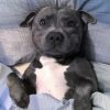 Cute Staffordshire Bull Terrier Sleeping paint by numbers