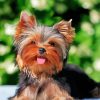 Cute Yorkies Dog paint by numbers
