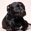 Dark Black Staffordshire Bull Terrier paint by numbers