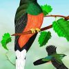 Eared Quetzal Bird Art Paint By Number