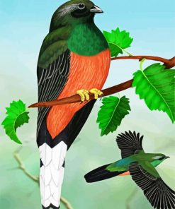 Eared Quetzal Bird Art Paint By Number