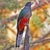 Eared Quetzal Bird Paint By Number