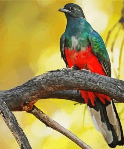 Eared Quetzal Paint By Number