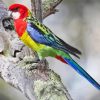 Eastern Rosella paint by numbers