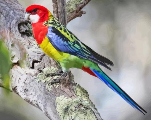 Eastern Rosella paint by numbers