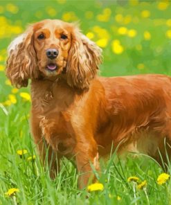 English Cocker Spaniel Dog Paint By Number