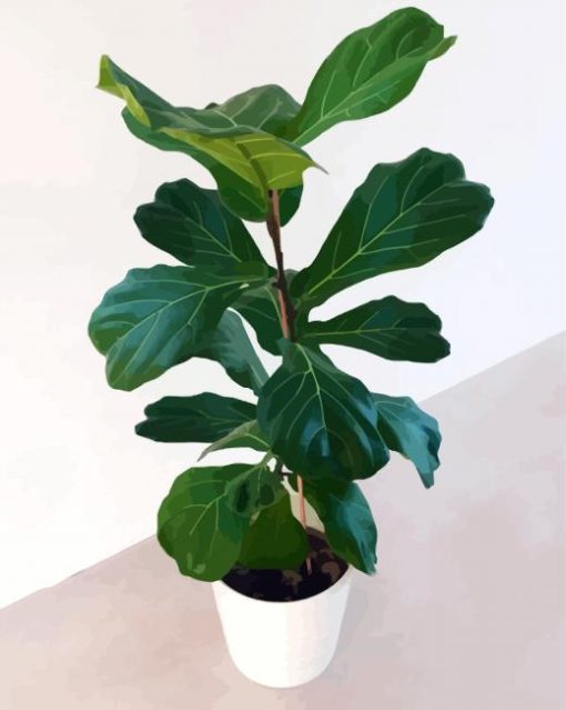 Ficus lyrata Plant Pot paint by numbers