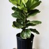 Fiddle Leaf Fig Flowering Plant paint by numbers