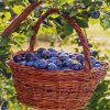 Fresh Plums Basket Paint By Number