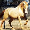 Golden Andalusian Horse paint by numbers