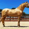 Golden Andalusian paint by numbers