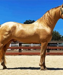 Golden Andalusian paint by numbers