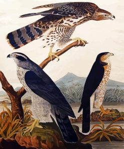 Goshawk Stanley Abwk By John James Audubon paint by numbers