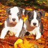 Gray American Staffordshire Terrier Paint By Number