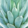 Green Agave Plant Paint By Number