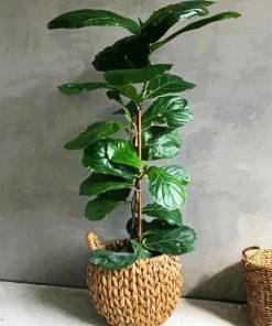 Green Fiddle Leaf Fig Plant paint by numbers