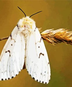 Gypsy Moth Butterfly paint by numbers