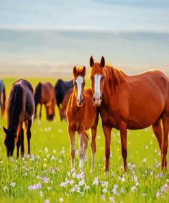 Horses In Meadow Paint By Number