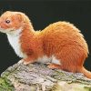 Least Weasel paint by numbers