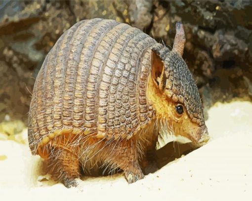 Little Armadillo paint by numbers