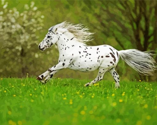 Little Appaloosa Paint By Number