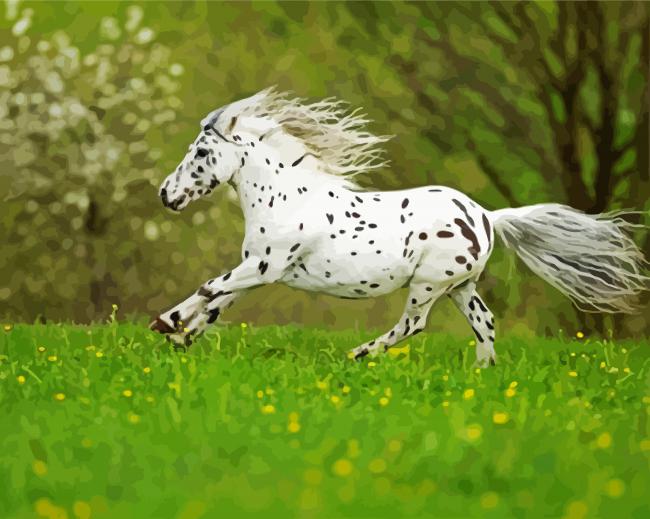 Little Appaloosa Paint By Number