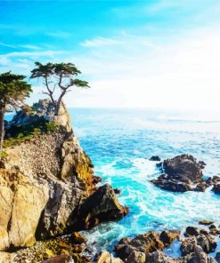 Monterey Lone Cypress Monterey paint by numbers
