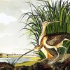 Long Billed Curlew by John James Audubon paint by numbers