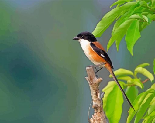 Long Tailed Shrike Bird Paint By Number