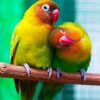 Lovebirds Birds Paint By Number
