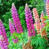 Lupins paint by numbers