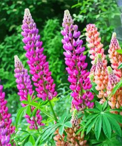Lupins paint by numbers