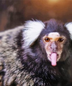 Marmoset Animal paint by numbers