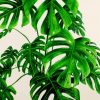 Monstera Green Plant paint by numbers