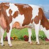 Montbeliarde Cattle paint by numbers