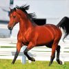 Morgan Horse paint by numbers