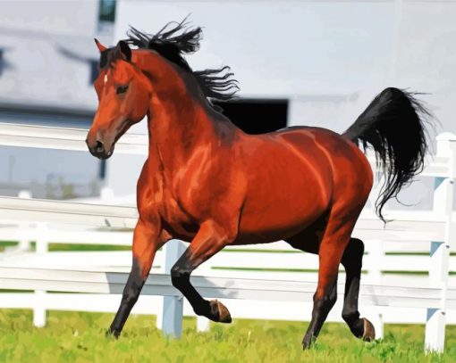Morgan Horse paint by numbers