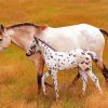 Mother And Baby Appaloosa Paint By Number