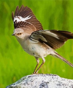 Northern Mockingbird Animal Paint By Number