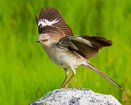 Northern Mockingbird Animal Paint By Number