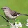 Northern Mockingbird on Stick paint by numbers