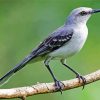Northern Mockingbird paint by numbers