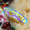 Nudibranch paint by numbers