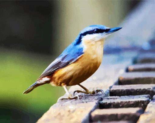 Nuthatch Bird paint by numbers