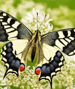 Old World Swallowtail paint by numbers